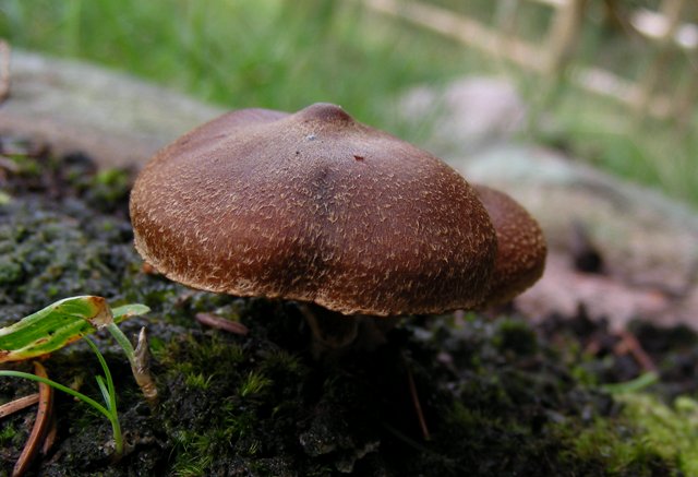Escursione a 1500/1800,tanti funghi